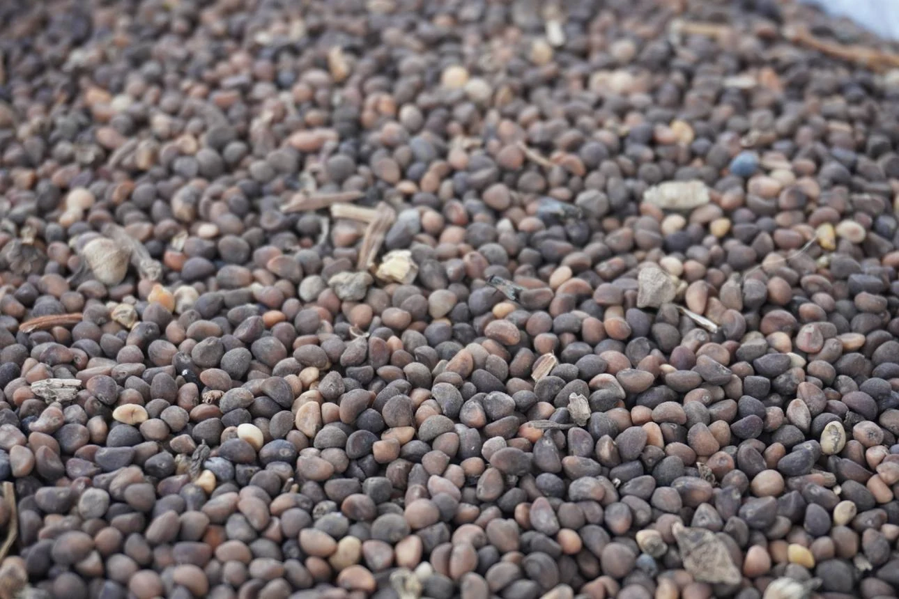 Mash Urad Seed (Vigna mungo) used in Joint Pain Relieve Oil